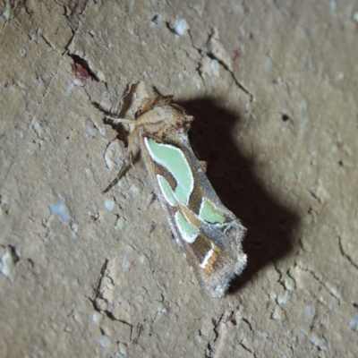 Cosmodes elegans (Green Blotched Moth) at Pollinator-friendly garden Conder - 31 Dec 2021 by michaelb
