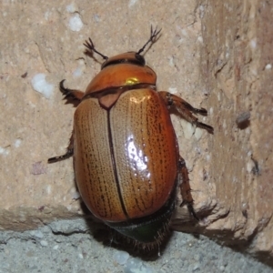 Anoplognathus brunnipennis at Conder, ACT - 31 Dec 2021 08:49 PM