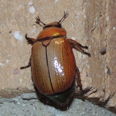 Anoplognathus brunnipennis (Green-tailed Christmas beetle) at Conder, ACT - 31 Dec 2021 by michaelb