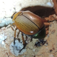 Anoplognathus brunnipennis at Conder, ACT - 31 Dec 2021