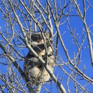 Phascolarctos cinereus at Urila, NSW - suppressed