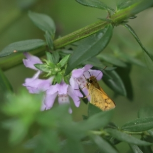 Ocybadistes walkeri at Cook, ACT - 23 Feb 2022