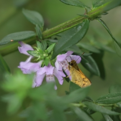 Ocybadistes walkeri (Green Grass-dart) at Cook, ACT - 23 Feb 2022 by Tammy