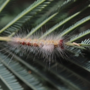 Orgyia anartoides at Cook, ACT - 9 Feb 2022