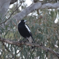 Gymnorhina tibicen (Australian Magpie) at Kings Park, WA - 28 Oct 2017 by natureguy