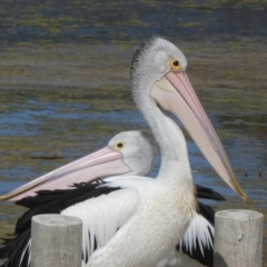 Pelecanus conspicillatus (Australian Pelican) at Bremer Bay, WA - 8 Nov 2017 by natureguy