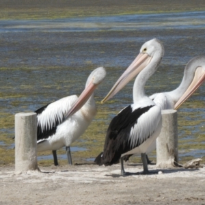 Pelecanus conspicillatus at Bremer Bay, WA - 8 Nov 2017 08:32 AM