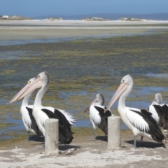 Pelecanus conspicillatus at Bremer Bay, WA - 8 Nov 2017 08:32 AM