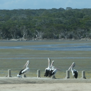 Pelecanus conspicillatus at Bremer Bay, WA - 8 Nov 2017 08:32 AM