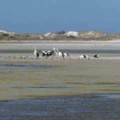 Pelecanus conspicillatus at Bremer Bay, WA - 8 Nov 2017 08:32 AM