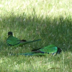 Barnardius zonarius (Australian Ringneck) at Dudley Park, WA - 31 Oct 2017 by natureguy