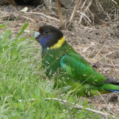 Barnardius zonarius (Australian Ringneck) at North Walpole, WA - 1 Nov 2017 by natureguy