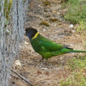 Barnardius zonarius at North Walpole, WA - 2 Nov 2017 10:00 AM