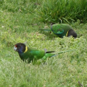 Barnardius zonarius at North Walpole, WA - 2 Nov 2017 10:00 AM