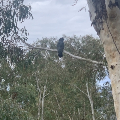 Callocephalon fimbriatum (Gang-gang Cockatoo) at Mount Ainslie - 18 Apr 2022 by babettefahey