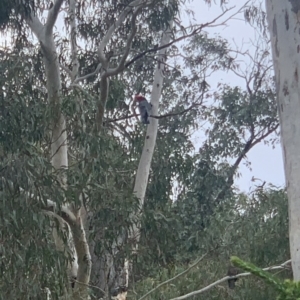 Callocephalon fimbriatum at Campbell, ACT - suppressed