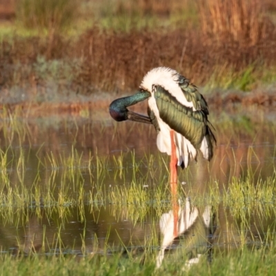 Ephippiorhynchus asiaticus (Black-necked Stork) at Kew, NSW - 19 Apr 2022 by rawshorty