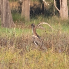 Ephippiorhynchus asiaticus at Kew, NSW - suppressed