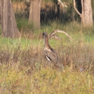 Ephippiorhynchus asiaticus at Kew, NSW - suppressed