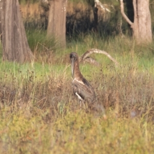 Ephippiorhynchus asiaticus at Kew, NSW - 19 Apr 2022