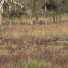 Ephippiorhynchus asiaticus at Kew, NSW - suppressed