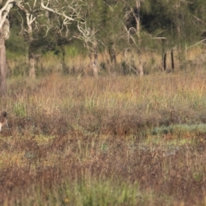 Ephippiorhynchus asiaticus at Kew, NSW - suppressed