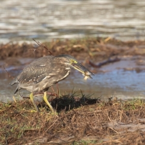 Butorides striata at Lake Cathie, NSW - 18 Apr 2022 08:19 AM