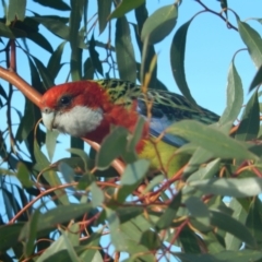 Platycercus eximius (Eastern Rosella) at Queens Domain, TAS - 9 Jul 2019 by Birdy