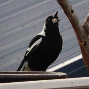 Gymnorhina tibicen at Margate, TAS - 1 Dec 2019