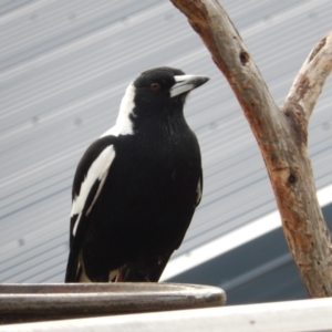 Gymnorhina tibicen at Margate, TAS - 1 Dec 2019