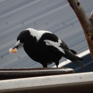 Gymnorhina tibicen at Margate, TAS - 1 Dec 2019