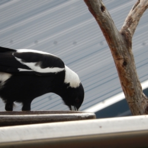 Gymnorhina tibicen at Margate, TAS - 1 Dec 2019