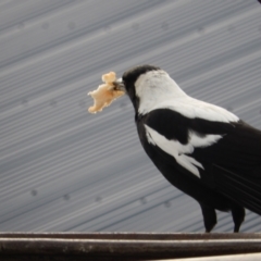 Gymnorhina tibicen at Margate, TAS - 1 Dec 2019