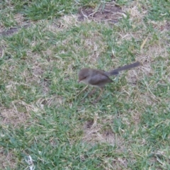 Malurus cyaneus (Superb Fairywren) at Wodonga - 11 Dec 2019 by Birdy