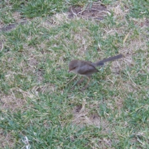 Malurus cyaneus at Ebden, VIC - 11 Dec 2019 02:18 PM