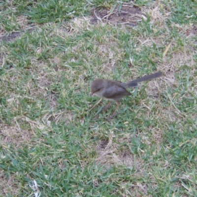 Malurus cyaneus (Superb Fairywren) at Wodonga - 11 Dec 2019 by Birdy