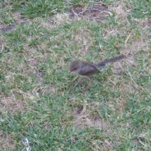 Malurus cyaneus at Ebden, VIC - 11 Dec 2019