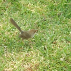Malurus cyaneus at Ebden, VIC - 11 Dec 2019 02:18 PM