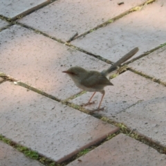 Malurus cyaneus at Ebden, VIC - 11 Dec 2019 02:18 PM