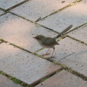 Malurus cyaneus at Ebden, VIC - 11 Dec 2019 02:18 PM
