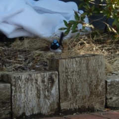 Malurus cyaneus at Ebden, VIC - 11 Dec 2019 02:18 PM