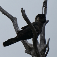Zanda baudinii (Baudin's Black-Cockatoo) at North Walpole, WA - 1 Nov 2017 by natureguy