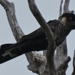 Zanda baudinii at North Walpole, WA - suppressed