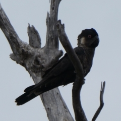 Zanda baudinii at North Walpole, WA - suppressed