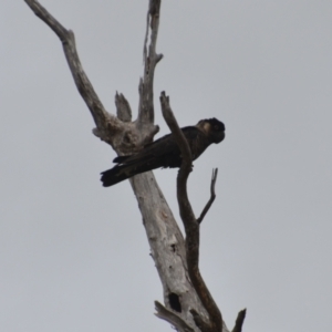 Zanda baudinii at North Walpole, WA - suppressed