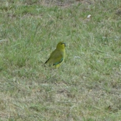 Neophema elegans (Elegant Parrot) at Porongurup, WA - 4 Nov 2017 by natureguy