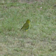 Neophema elegans (Elegant Parrot) at Porongurup, WA - 3 Nov 2017 by natureguy