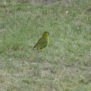 Neophema elegans at Porongurup, WA - 4 Nov 2017