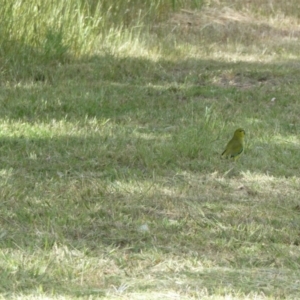 Neophema elegans at Porongurup, WA - 4 Nov 2017