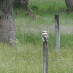 Dacelo novaeguineae (Laughing Kookaburra) at North Walpole, WA - 1 Nov 2017 by natureguy